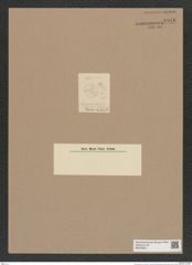 Coscinodiscus sp. (de-Toni-Nr.: Genus 202) Zeichnungen Sammlung Grunow Nr. 8946 (NHMW-BOT-W0378631)